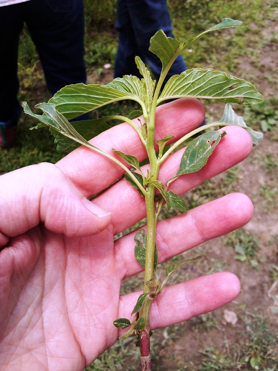 Amaranth, drought-tolerant and tasty