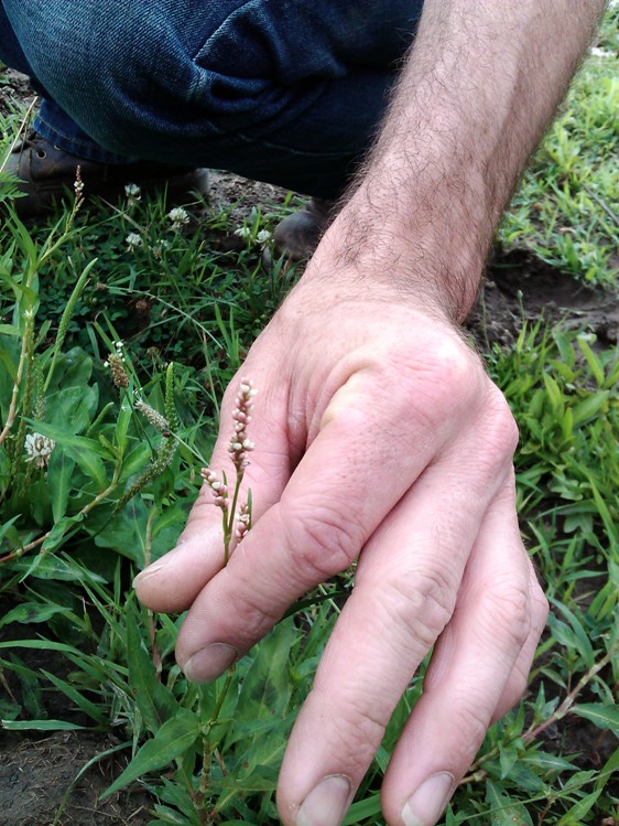 Knotweed, AKA smartweed