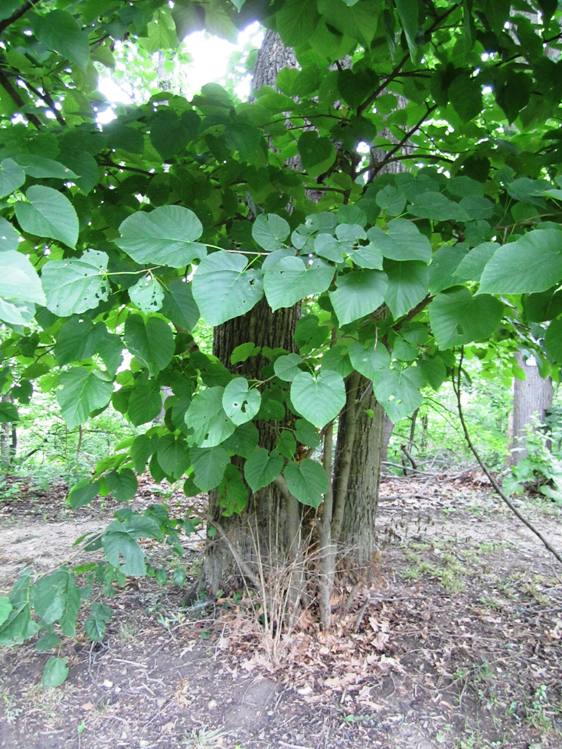 Trees are a source of unexpected nutrition too: Even seasoned foragers were surprised to learn that basswood tree leaves are great in salads.