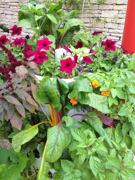 Time to harvest from the Garden Tower