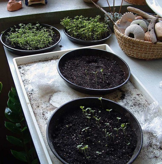 Photo by Lisuebie, via Flickr Creative Commons