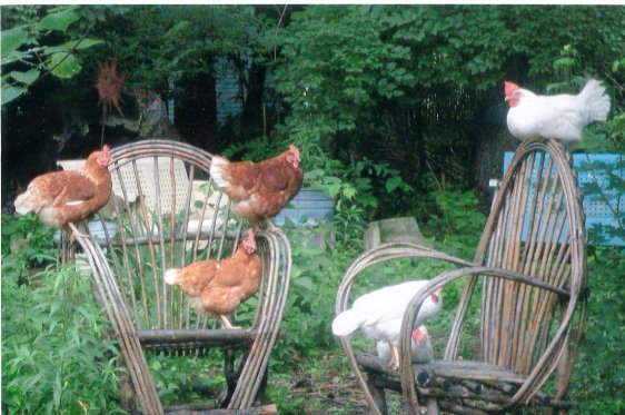 Laura's contented flock