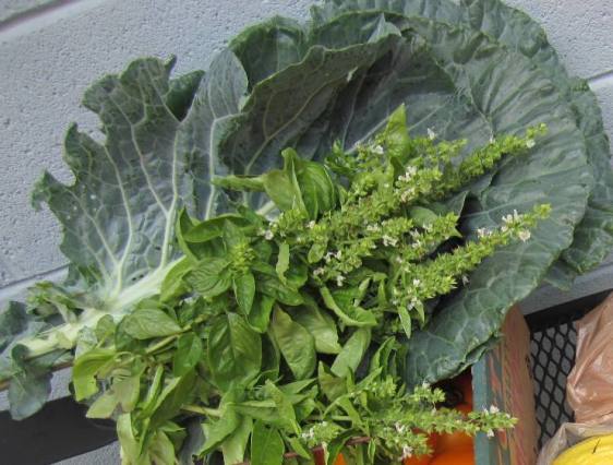 Collards and basil straight from the garden.