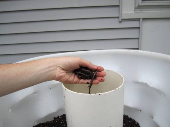 Just a handful of worms is enough: they reproduce rapidly. 