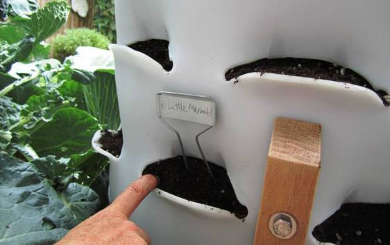 Planting Little Marvel peas on the more shaded side.