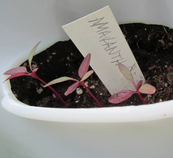 Really excited about the amaranth!