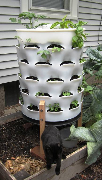 About 2 weeks after planting. 