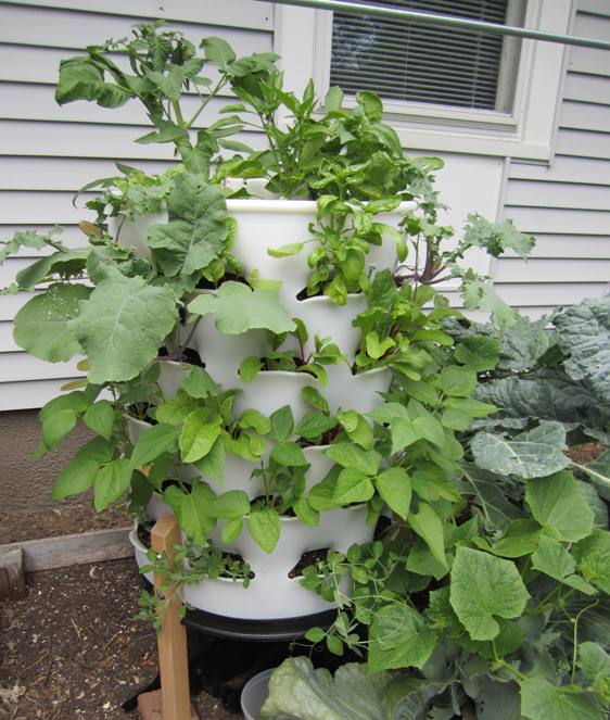 Check out the cucumber vines, lower right. (And yes that is a cat under there.)