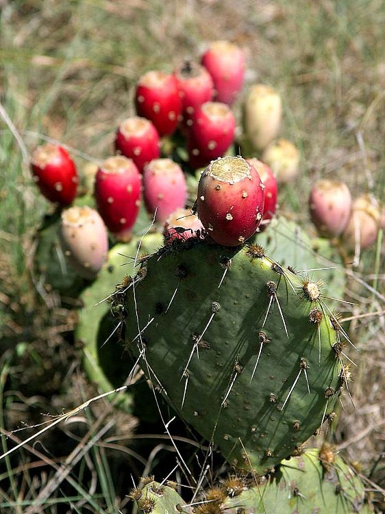 Prickly pear, an example of the desert bounty gathered by Tremayne. Photo by Jon Sullivan [Public domain], via Wikimedia Commons
