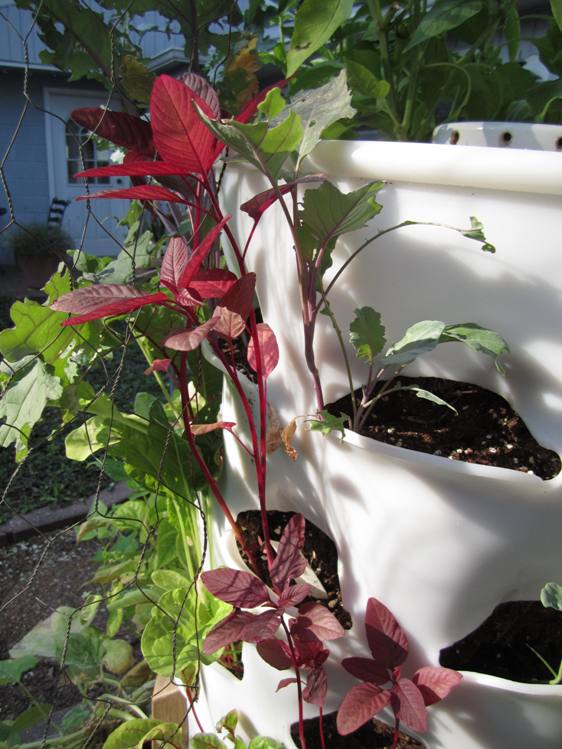 Leggy amaranth and kohlrabi