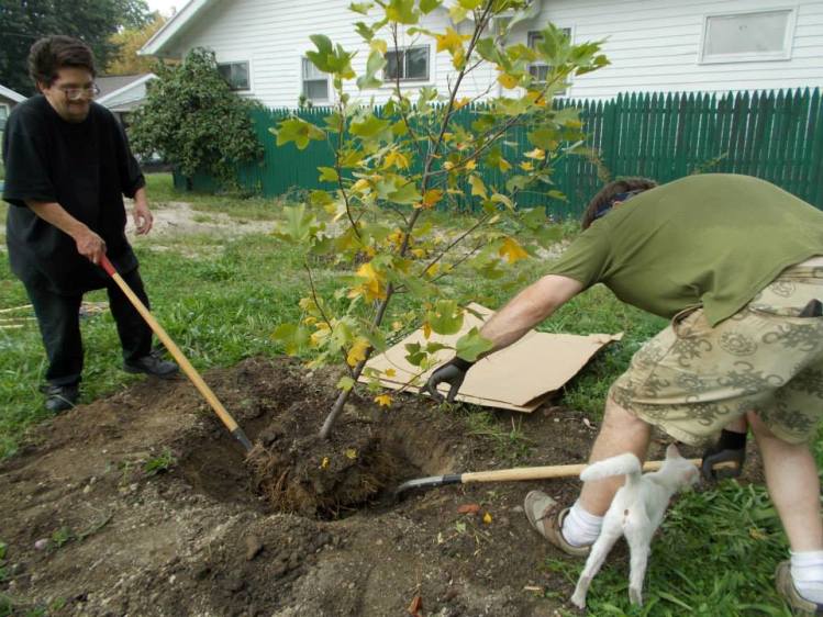 Aaron, James and the neighborhood cat moving a young tree to a new place to make room for the labyrinth.