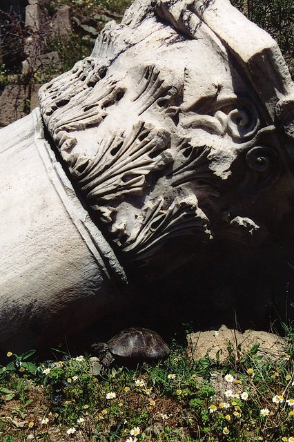  A turtle among the Roman ruins at Pergamon, Turkey. Photo by Nick Leonard, via flickr Commons