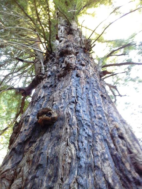 Methuselah, an 1800-year-old redwood in Woodside, CA
