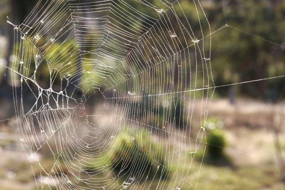 Photo by Fir0002/Flagstaffotos, via Wikimedia Commons.