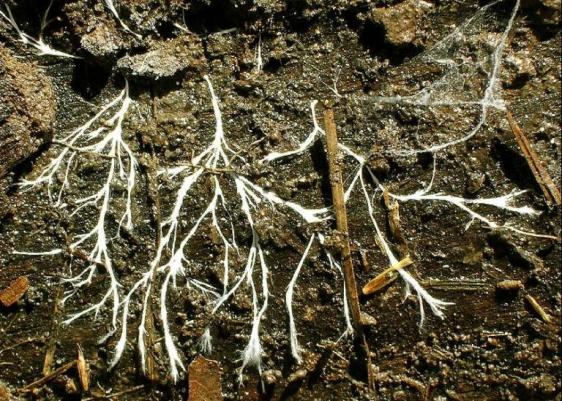 Hyphae (branches of the mycelium) as seen under an overturned log. Photo by TheAlphaWolf (Own work), via Wikimedia Commons