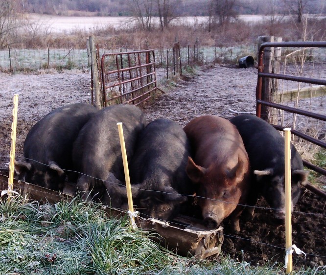 Breeder pigs enjoying their mineral rations on a frosty November morning.