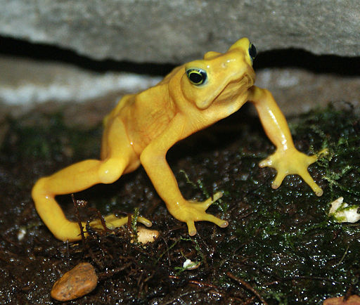 Photo of critically endangered Panamanian Golden Frog By Tim Vickers [Public domain], via Wikimedia Commons