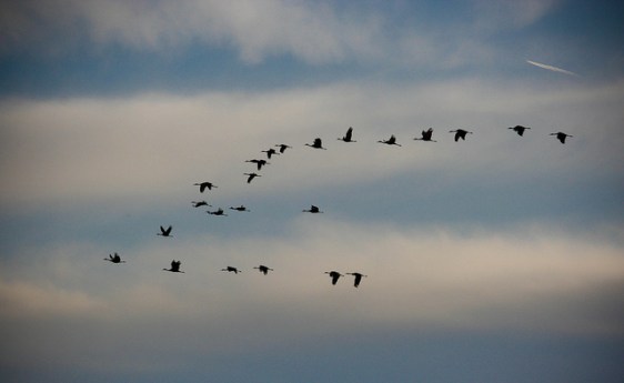 Photo of sandhill cranes in flight by Jessica Lamirand, via Flickr Commons 