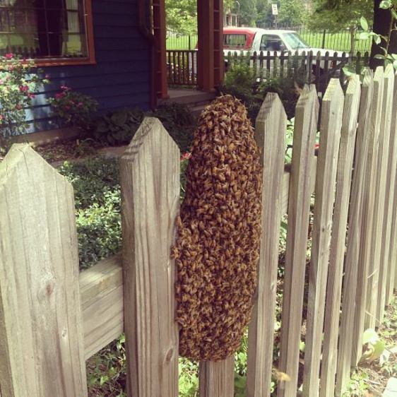 Swarm on a fence post in summer 2013. Kate scooped them by (gloved) hand into a box before transporting them to their new home at South Circle Farm.
