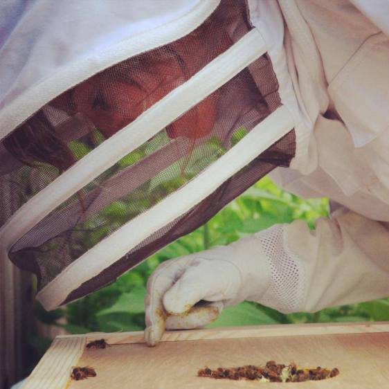 Kate and a few of the creatures on whom our lives depend