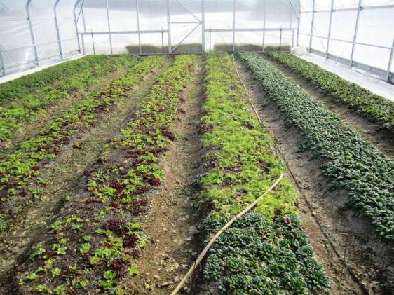 Freedom Valley Farm's high tunnel beds.
