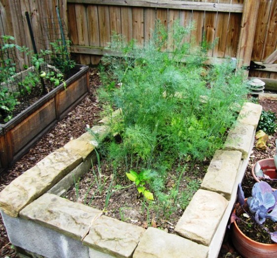 Raised beds Judy and Dad made from reclaimed materials.