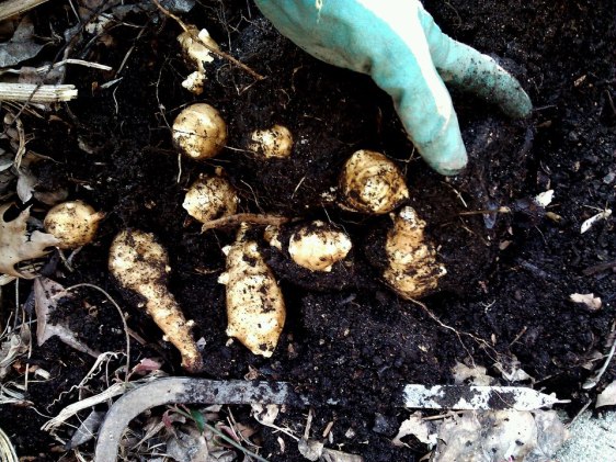 Jerusalem artichokes, aka sunchokes, from our garden