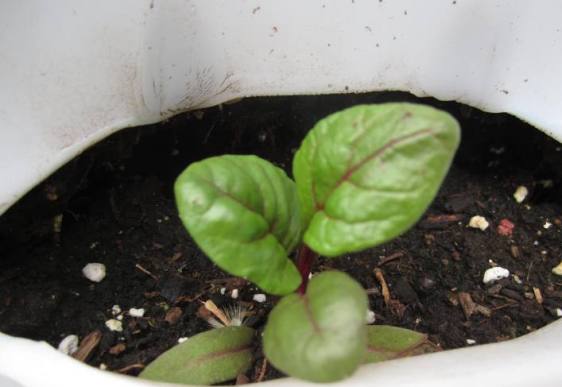 Sweet little chard seedling in one of the pockets.