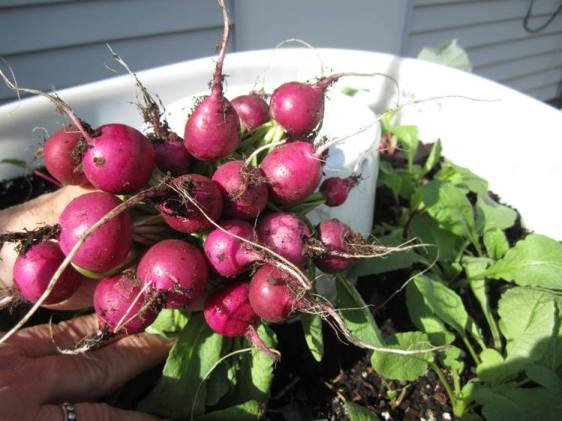 And the radishes are still coming!