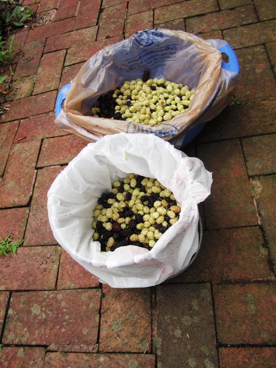 Superfruit from the hood. Free of charge. Bring your own bucket.