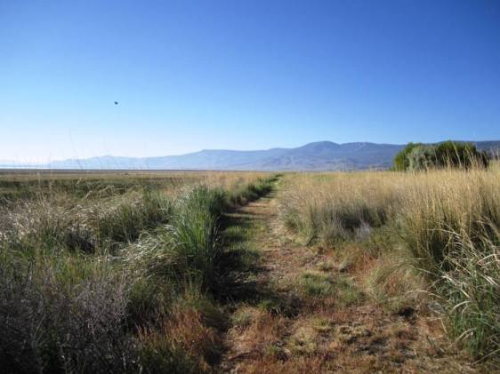 Morning walk in the high desert.