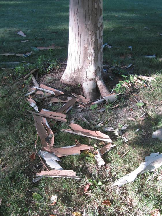 The ground under the trees is strewn with their old skin.