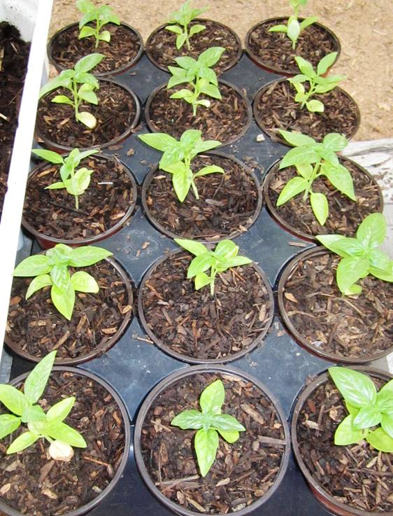 Basil sprouts at Peaceful Grounds, a regional training center for Will Allen's organization, Growing Power.