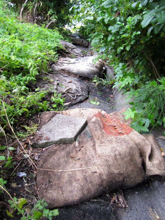 Bags filled with oyster mushroom mycelium.