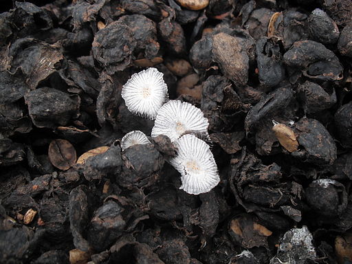Coffee_pulp_mushroom