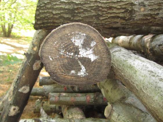 Mycelium colonizing a log that's been inoculated with shiitake mushroom spore.