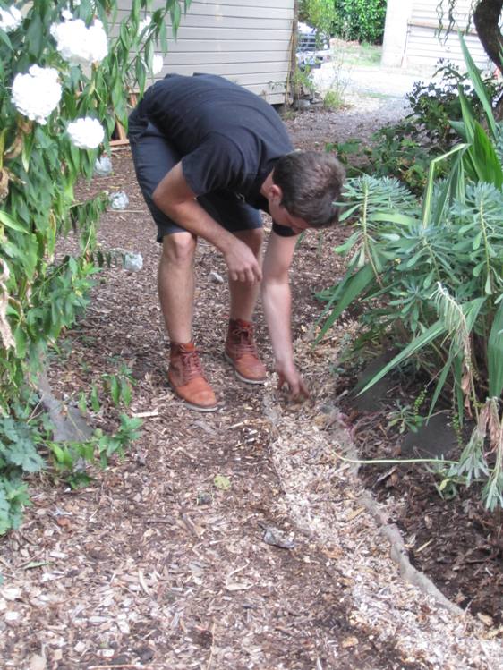 Spreading inoculated wood chips