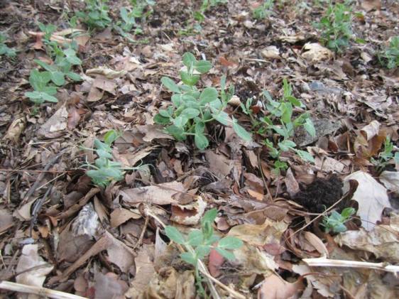 Austrian winter peas planted in my garden