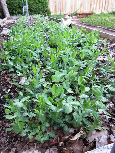 Austrian winter peas in spring