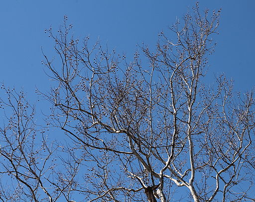 By Jakec, via Wikimedia Commons