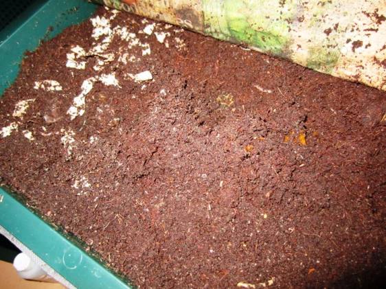 My storebought worm bin, which stays in the basement year-round.