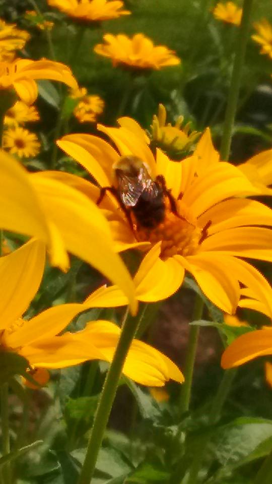 Friendly pollinator