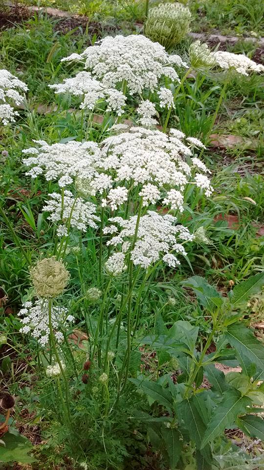 "Queen Anne’s Lace provides beneficial nectar to insects during this dry part of the summer when they don’t have many options. Caterpillars of the Eastern Black Swallowtail butterfly eat the leaves, bees and other insects drink the nectar, and predatory insects, such as the Green Lacewing, come to Queen Anne’s Lace to attack prey, such as aphids" according to Chiot's Run. (Click photo for more.)