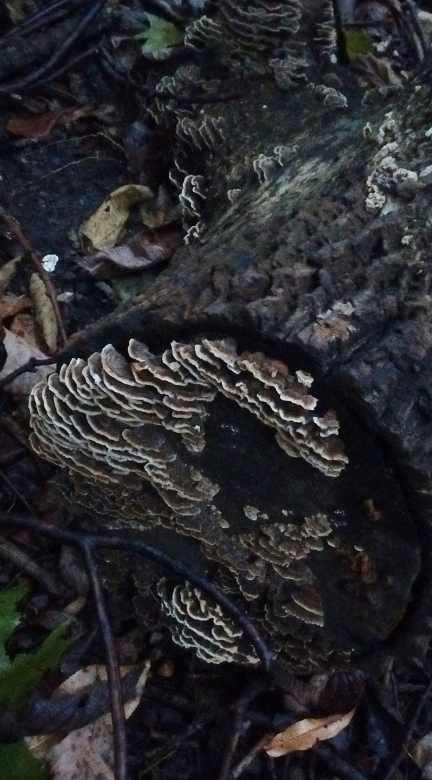 A closer look: might be turkey tail, a mushroom known for its immunomodulating effect