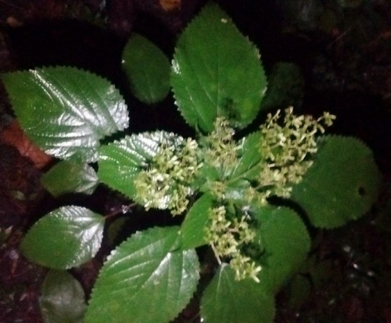Wood nettle. Watch out: It bites!