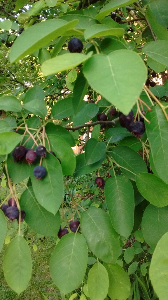 IMG_20160609_200830515 (576x1024)