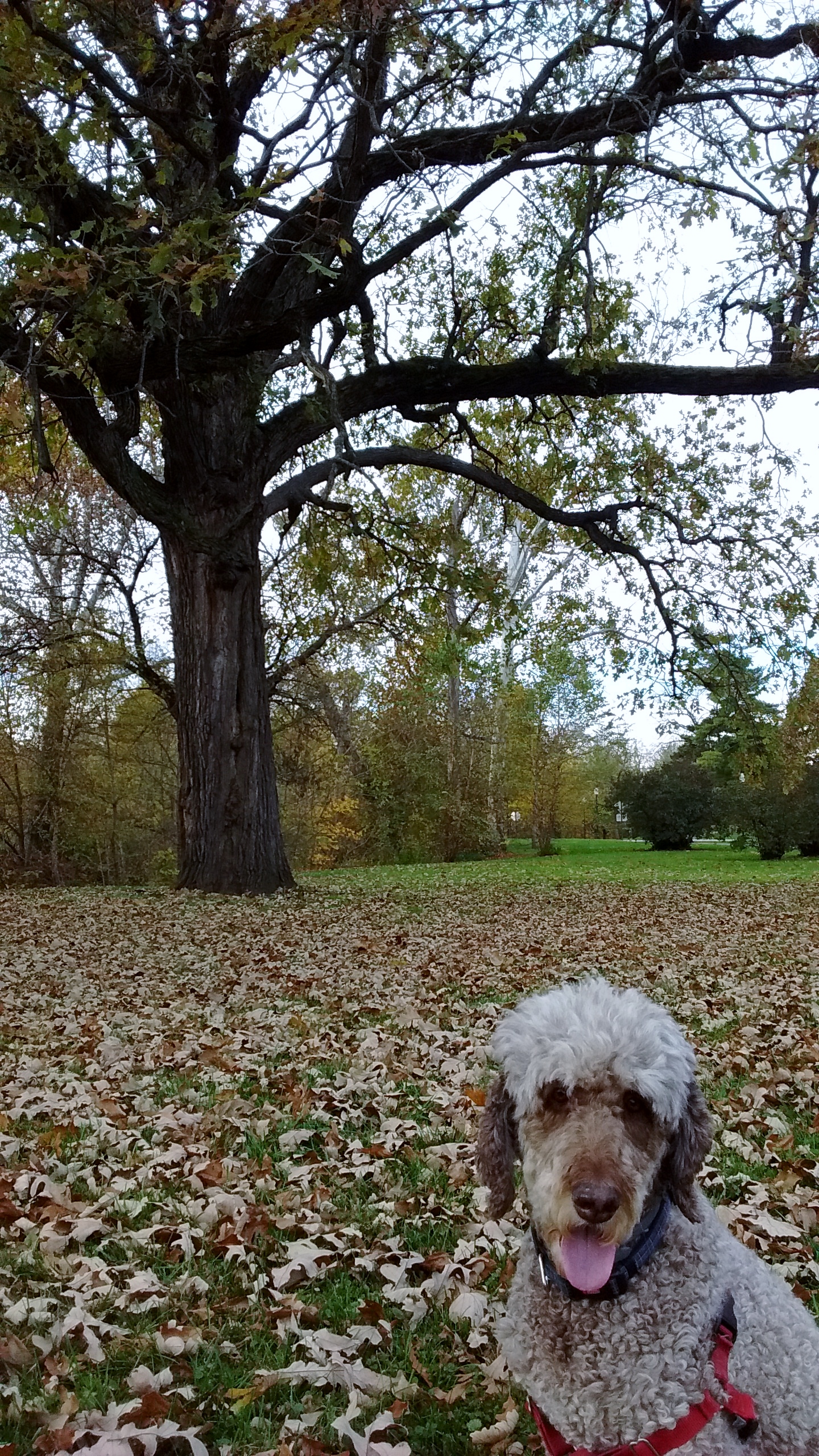 img_20161111_150100764