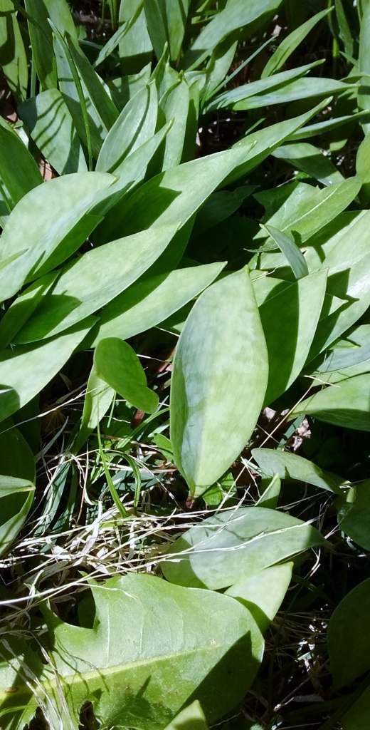 IMG_20170418_165714642 (520x1024)