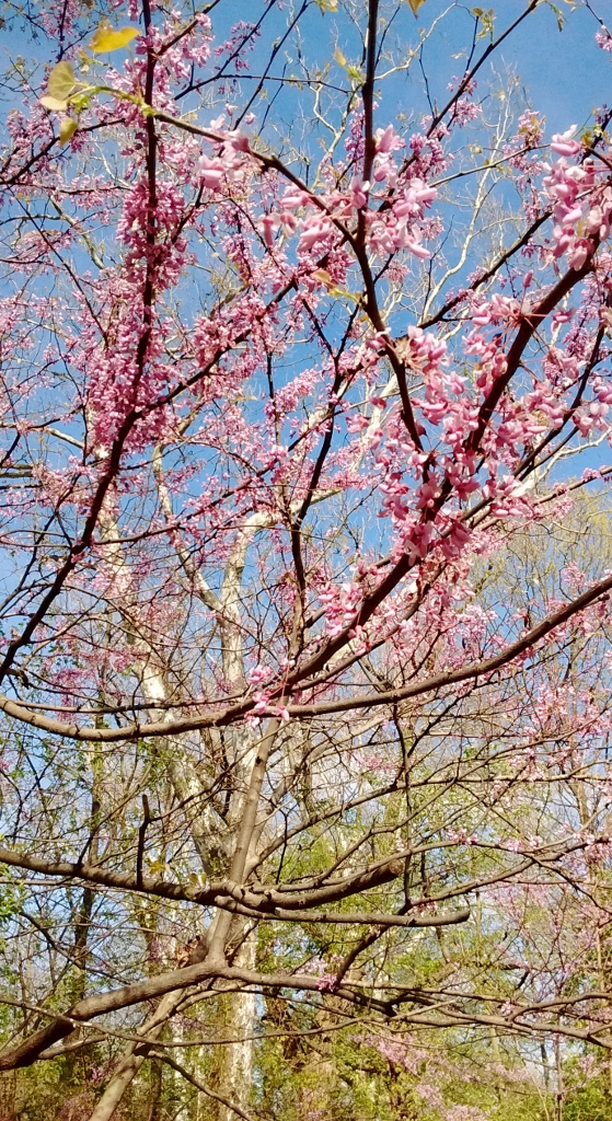 IMG_20170418_165835494 (559x1024)