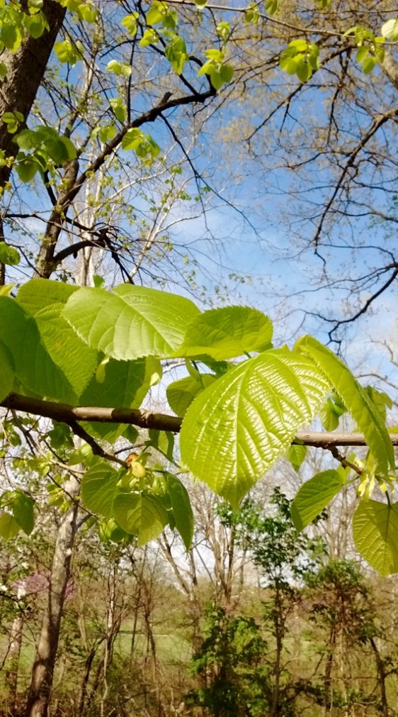 IMG_20170418_170024600 (569x1024)